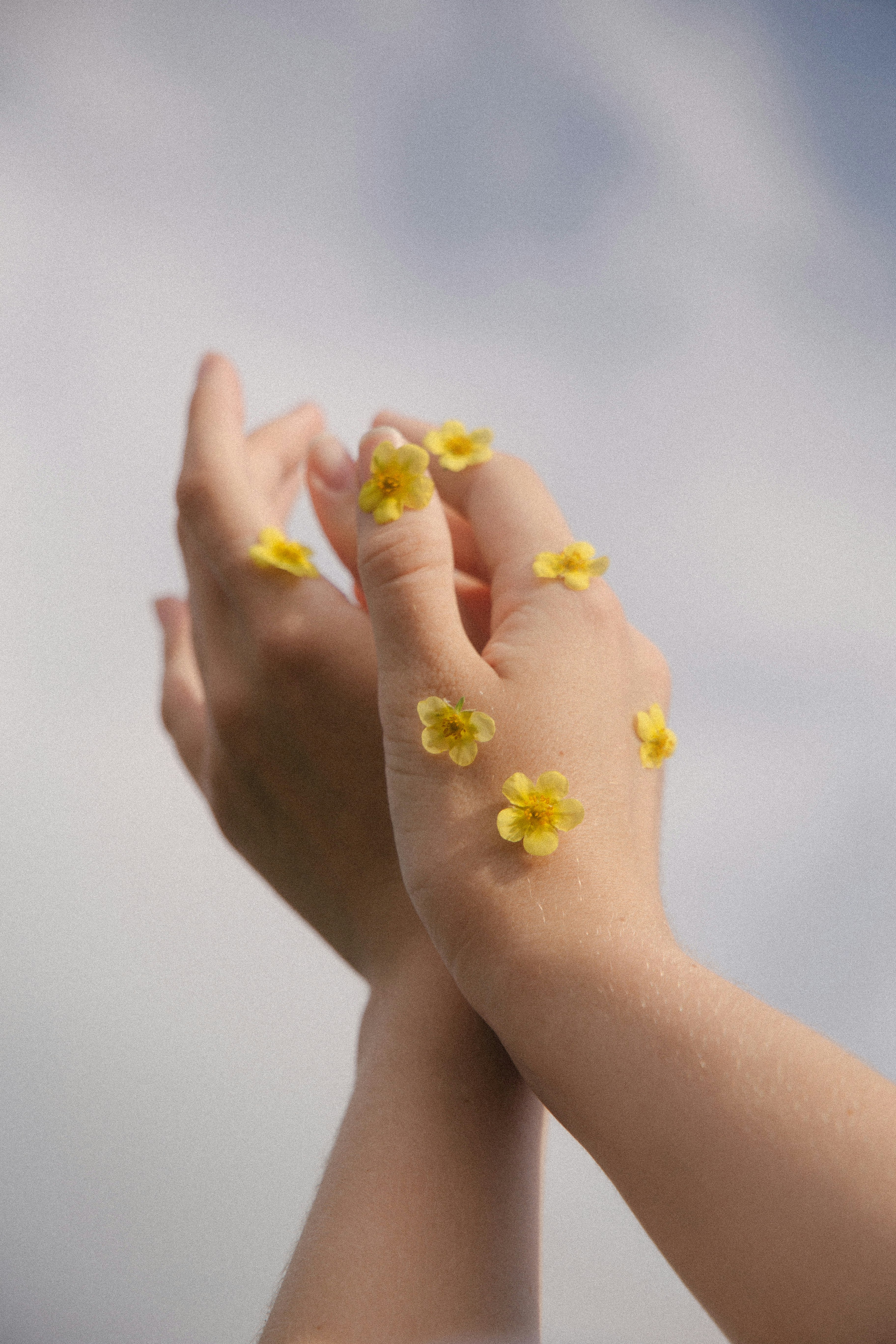 person holding yellow flower petals